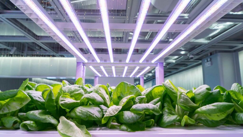 grow-light-vs-sunlight-best-hydroponics-tips